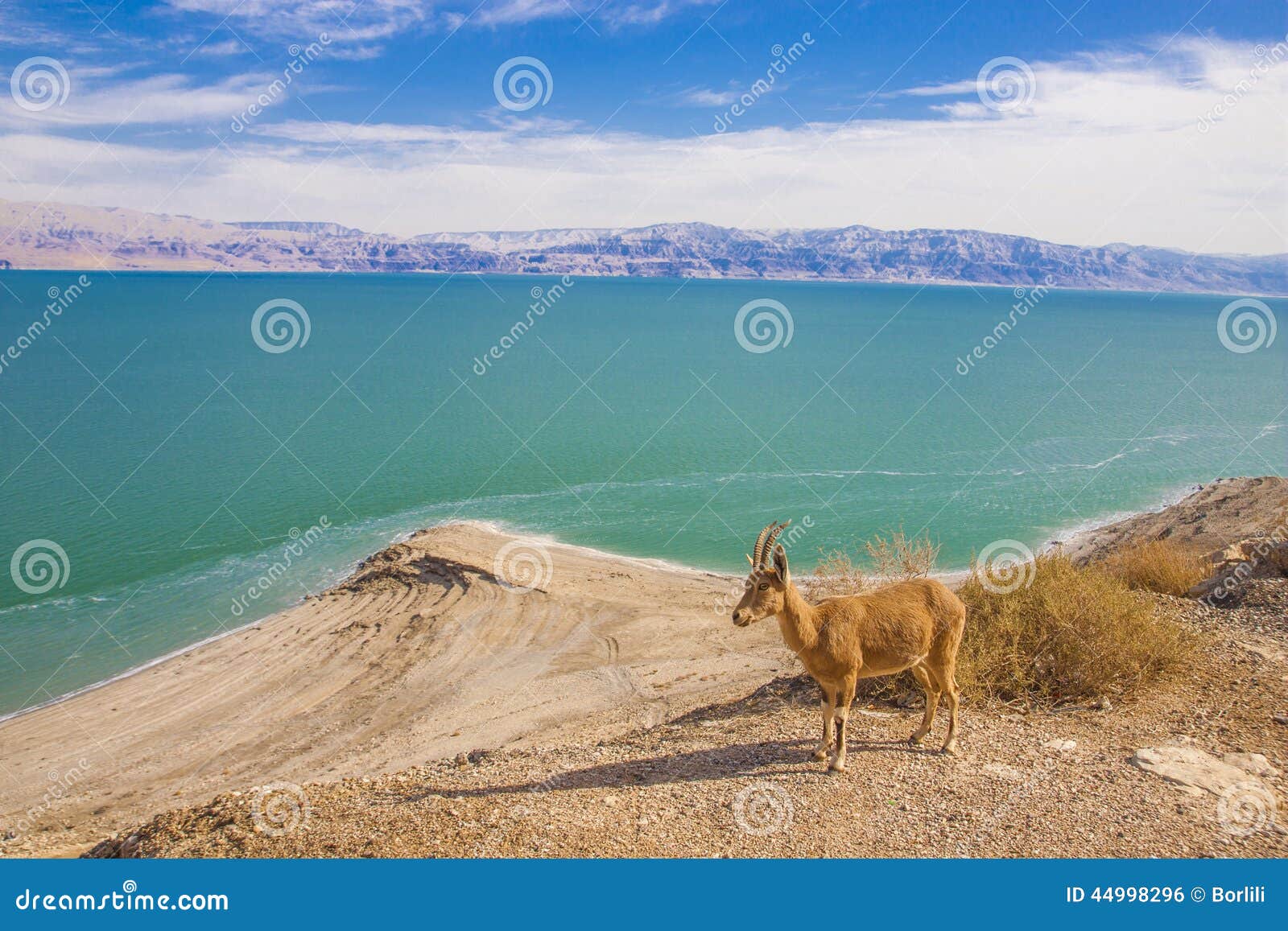 ein gedi is an oasis in the desert and a green garden of eden in the wilderness